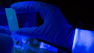 Close up image of a gloved hand holding a microscope slide under a blacklight.